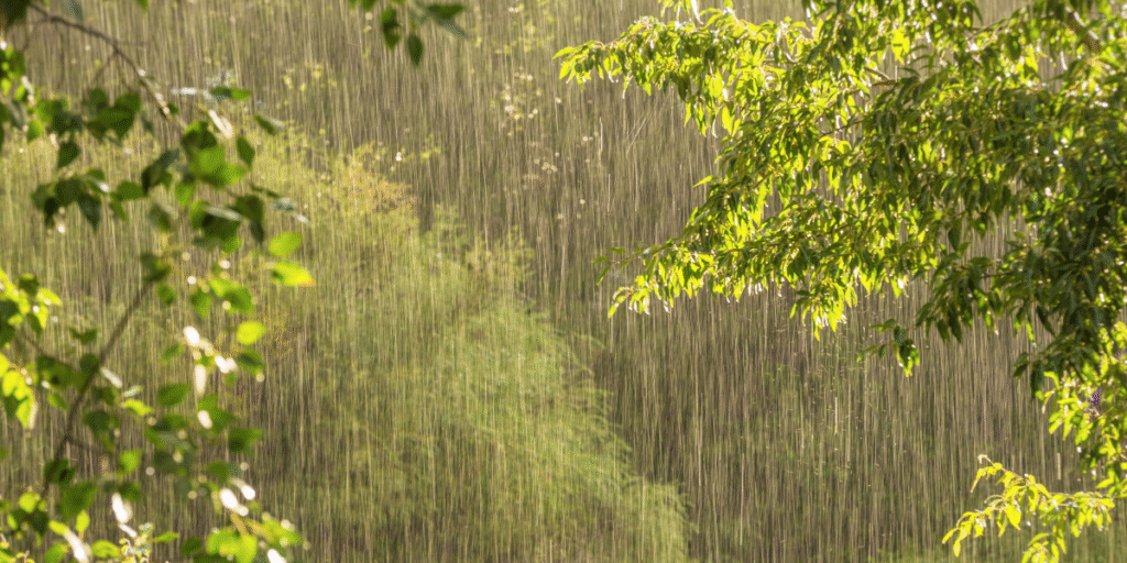 Sunlight filtering through trees in heavy rain, symbolising the humid, stormy conditions that increase the risk of outdoor unit leaking electricity in air conditioning Gold Coast environments.