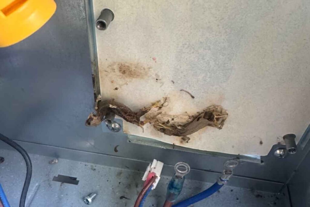 Dead gecko burnt across the electrical contacts inside the isolator — a common reason why does my AC keep tripping the breaker
