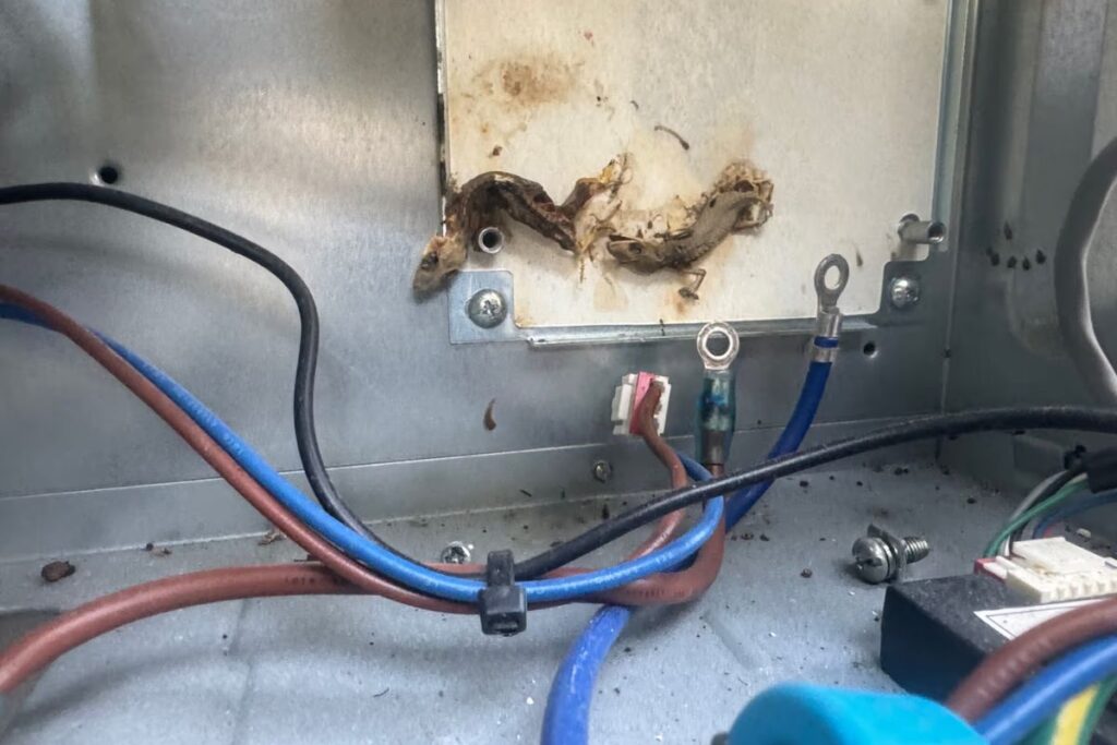 Dead geckos and droppings inside an air conditioner outdoor unit, a common cause of aircon tripping
