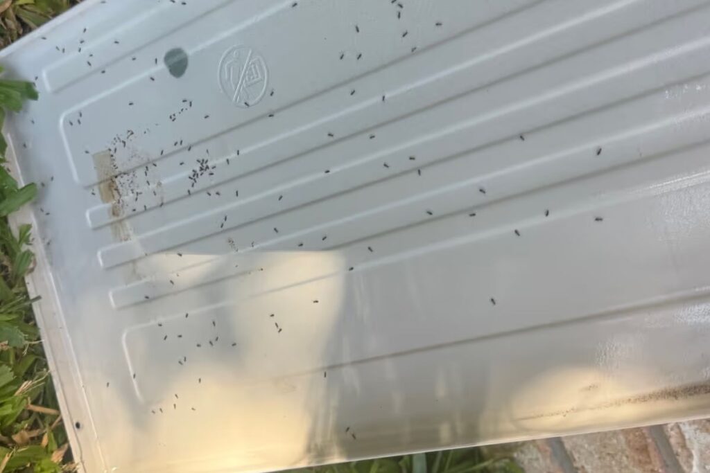 Ants crawling across the removed cover panel of a residential air conditioning outdoor unit