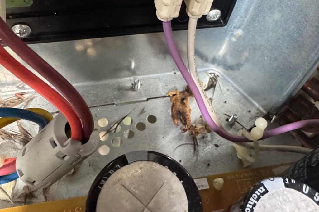 Gecko found near the control board inside an outdoor unit during an air conditioning service on the Gold Coast